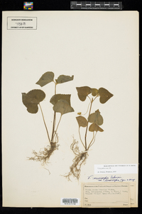 Viola pubescens image