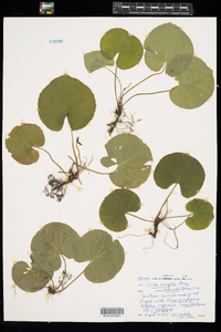 Viola renifolia image