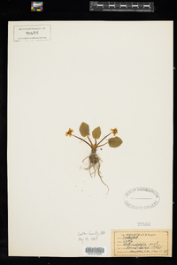 Viola rotundifolia image