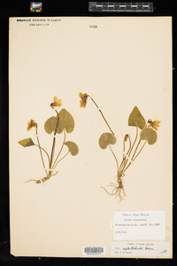 Viola sororia image