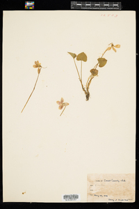 Viola sororia image