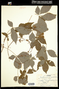 Parthenocissus quinquefolia image