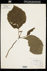 Parthenocissus vitacea image