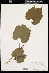 Vitis riparia image