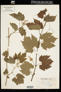 Vitis riparia image