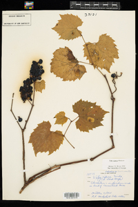 Vitis riparia image