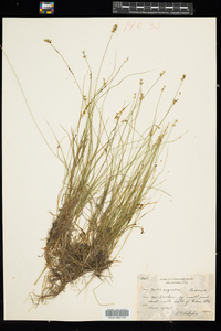 Carex echinata ssp. echinata image