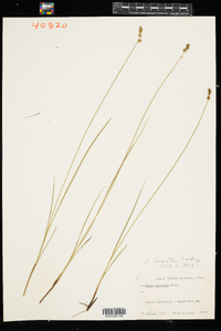 Carex echinata ssp. echinata image