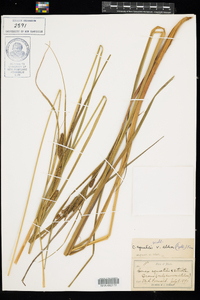 Carex aquatilis var. aquatilis image