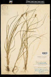 Carex arcta image