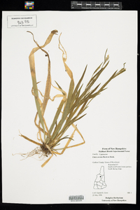 Carex leptonervia image