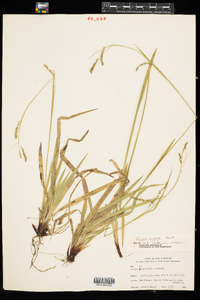 Carex arctata image