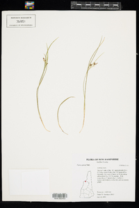 Carex aurea image