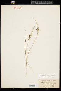 Carex aurea image