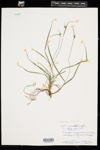 Carex aurea image