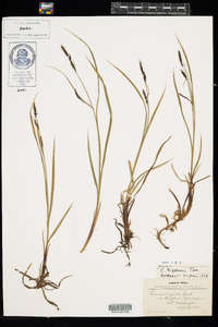 Carex bigelowii image