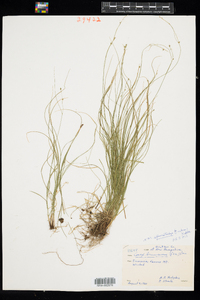 Carex brunnescens ssp. sphaerostachya image