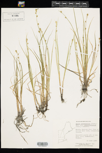 Carex brunnescens ssp. sphaerostachya image