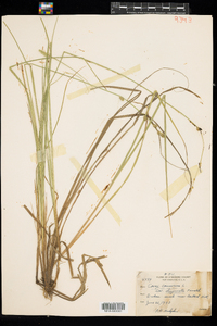 Carex canescens ssp. disjuncta image