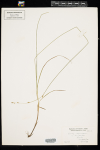 Carex canescens ssp. disjuncta image