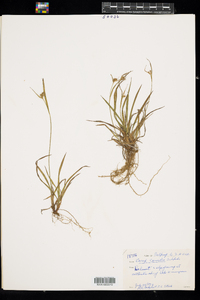 Carex conoidea image