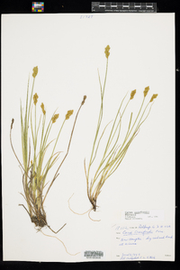 Carex crawfordii image