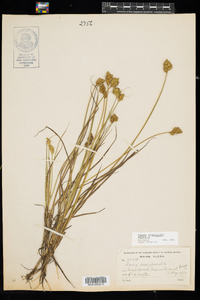 Carex crawfordii image