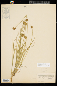 Carex crawfordii image