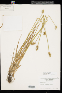 Carex cumulata image