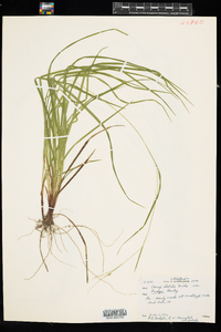 Carex debilis var. rudgei image