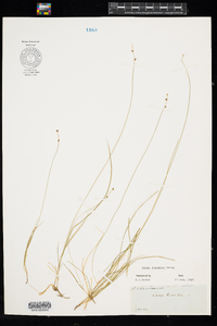 Carex disperma image