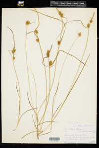 Carex flava image