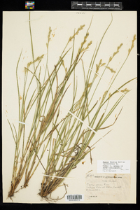 Carex foenea image