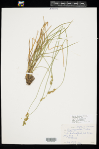 Carex foenea image