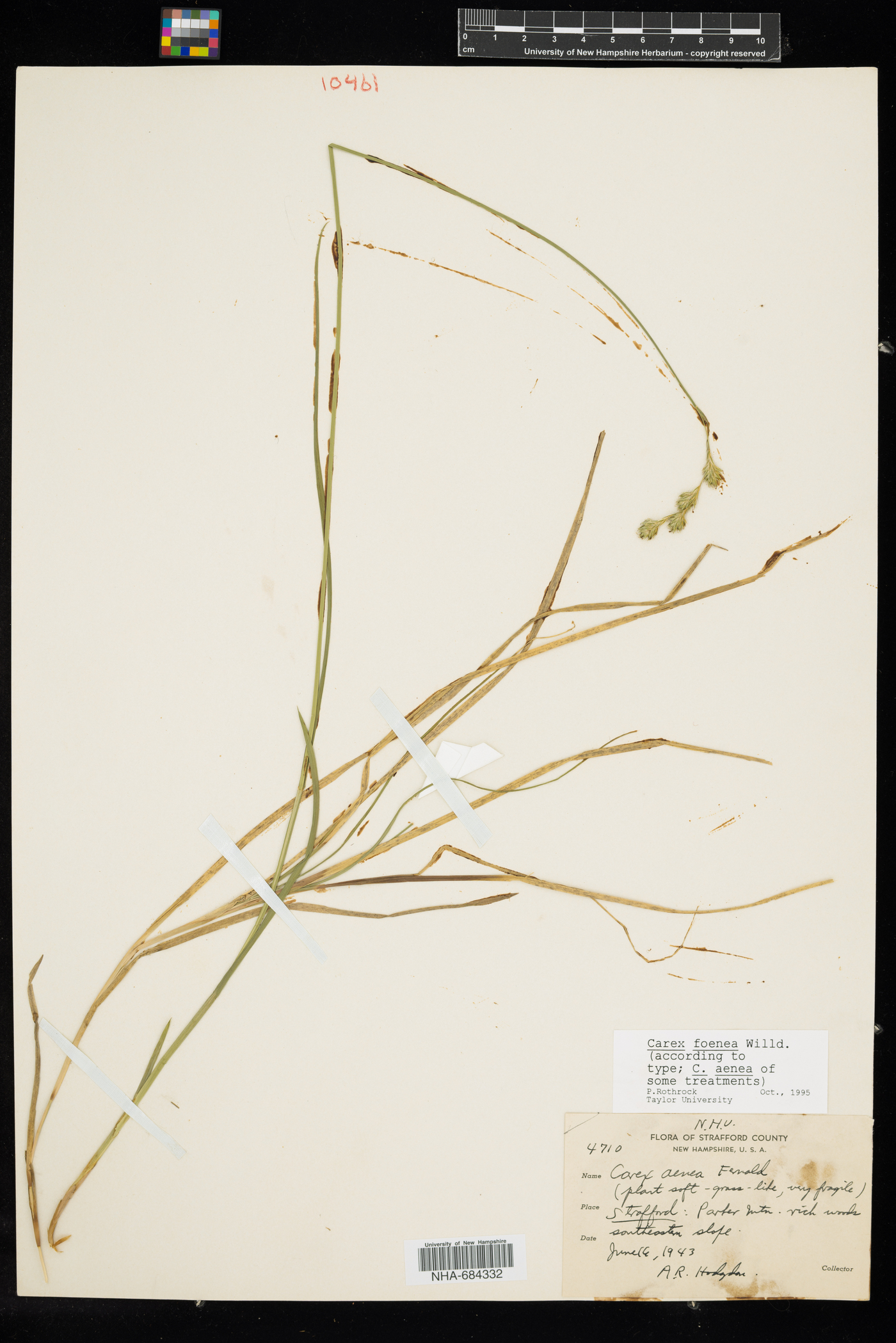 Carex foenea image