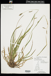 Carex gracillima image