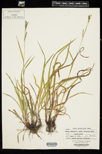 Carex gracillima image