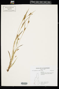 Carex granularis image