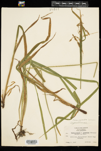 Carex gynandra image