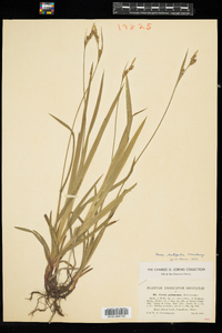 Carex hirtifolia image