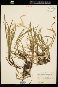 Carex hirtifolia image