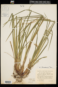Carex knieskernii image
