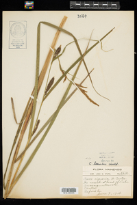 Carex lacustris image