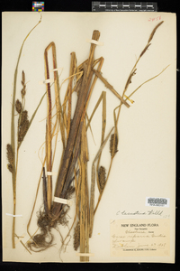 Carex lacustris image