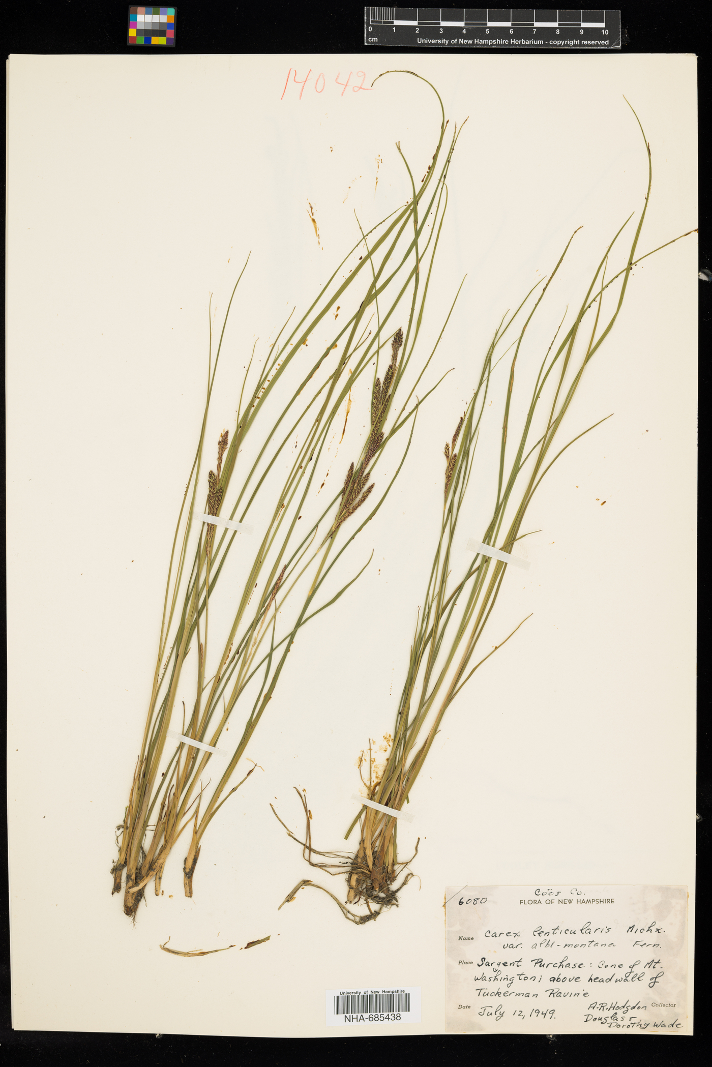 Carex lenticularis var. albimontana image