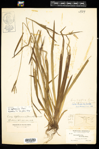 Carex leptonervia image