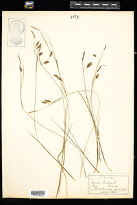 Carex limosa image