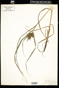 Carex lupulina image