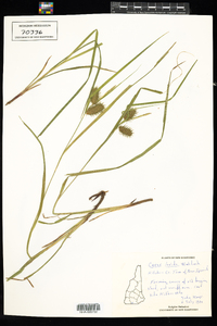 Carex lurida image