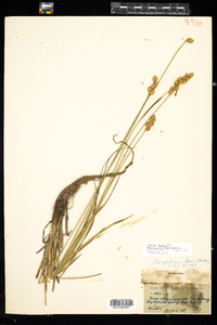 Carex merritt-fernaldii image